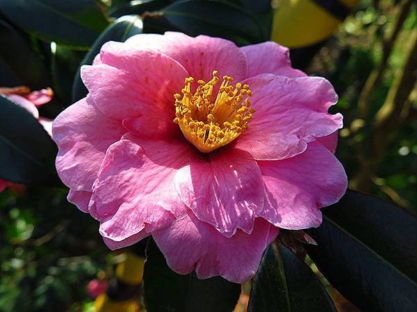 camellia 5