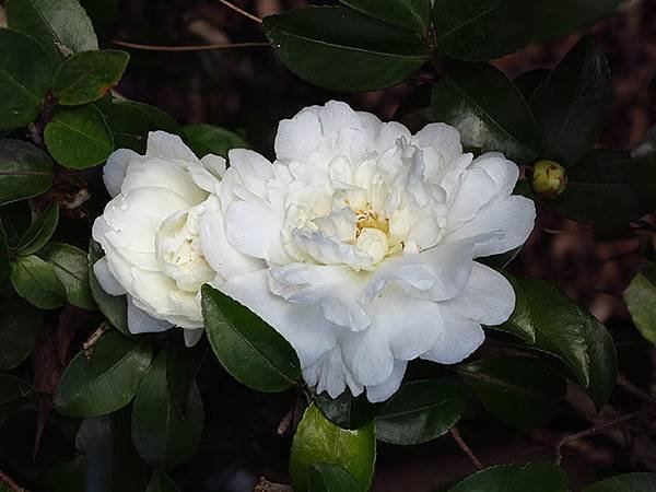 camellia 6