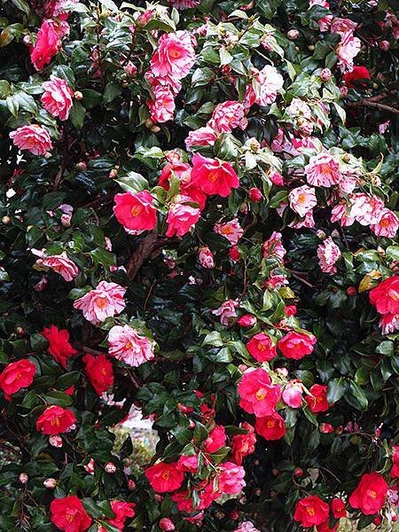 camellia 7