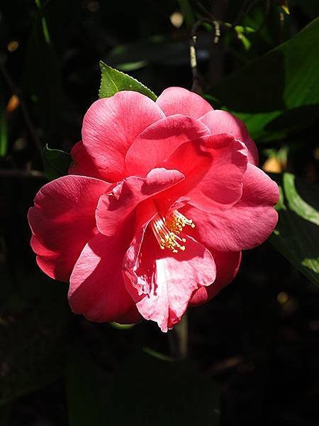 camellia 10