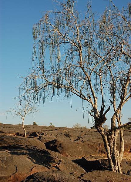 Bhojpur 12.jpg