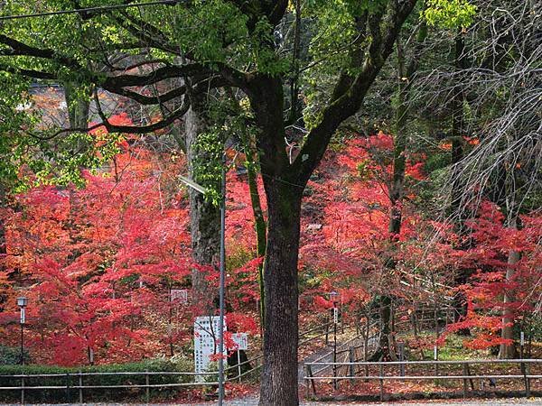 Kyoto 13c1.JPG