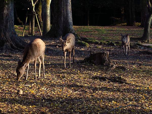 Nara 1c8.JPG