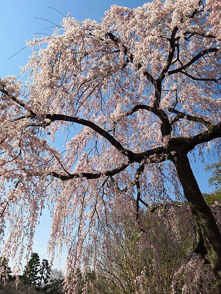 Kyoto an7.JPG