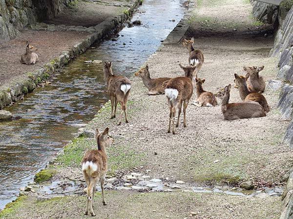 Miyajima n4.JPG