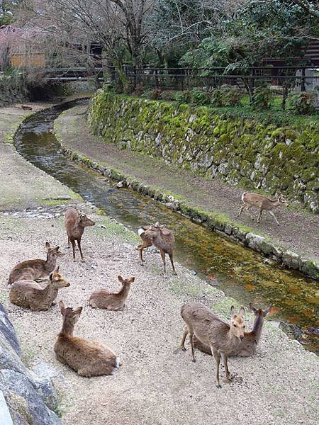 Miyajima n5.JPG