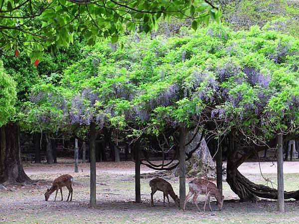 Nara de1.JPG