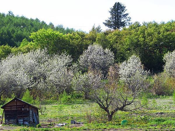 Furano a5.JPG