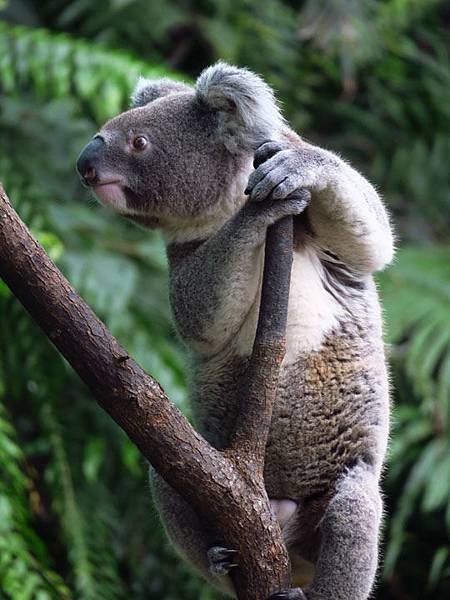 Taipei zoo 3.JPG