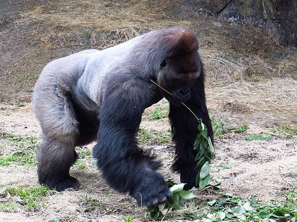 Taipei zoo 9.JPG