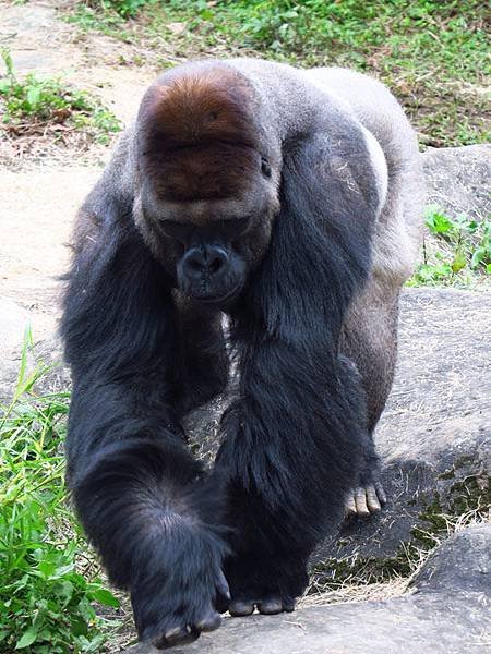 Taipei zoo 10.JPG