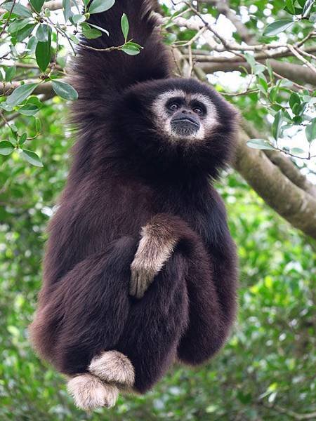 Taipei zoo 14.JPG