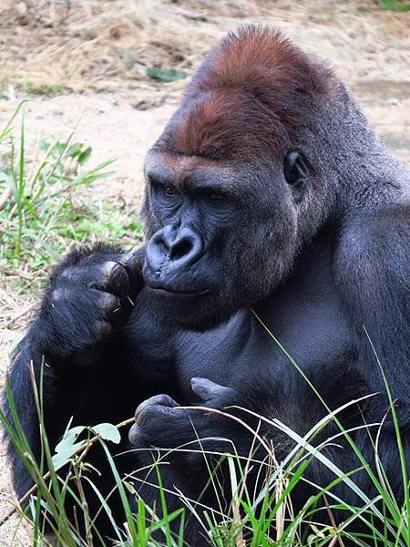 Taipei zoo 12.JPG