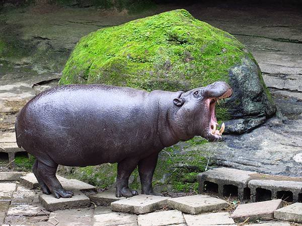 Taipei zoo 15.JPG