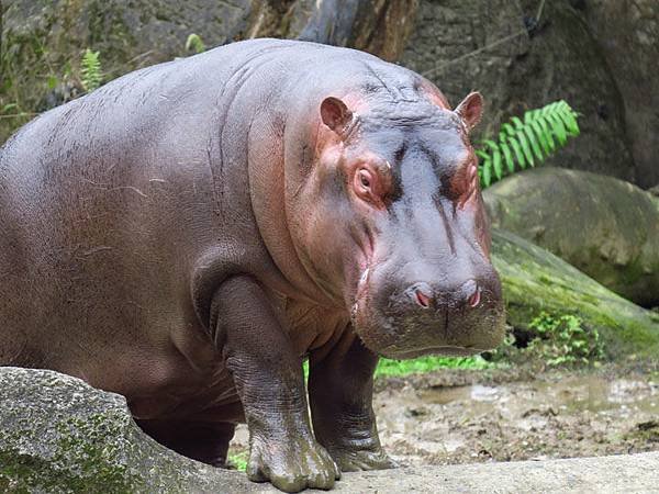 Taipei zoo 17.JPG