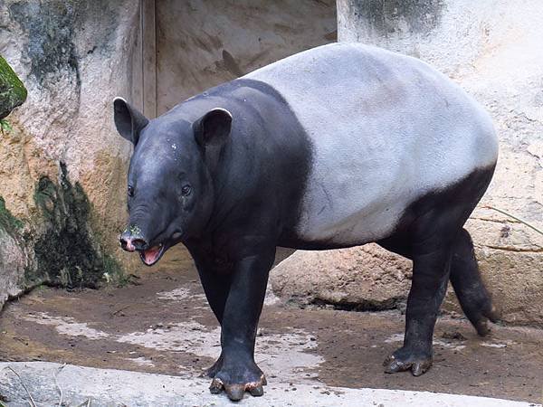 Taipei zoo 18.JPG