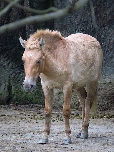 Taipei zoo 20.JPG