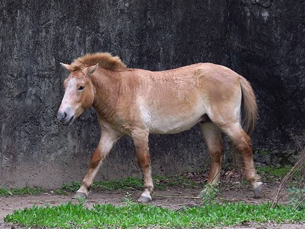 Taipei zoo 19.JPG