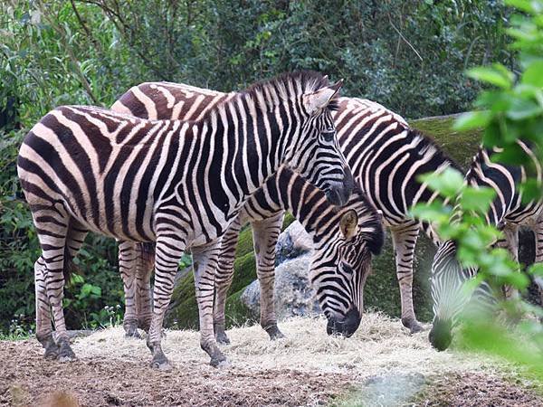 Taipei zoo 21.JPG