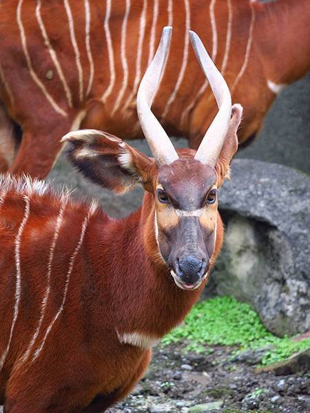 Taipei zoo 23.JPG