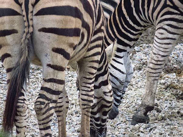 Taipei zoo 22.JPG