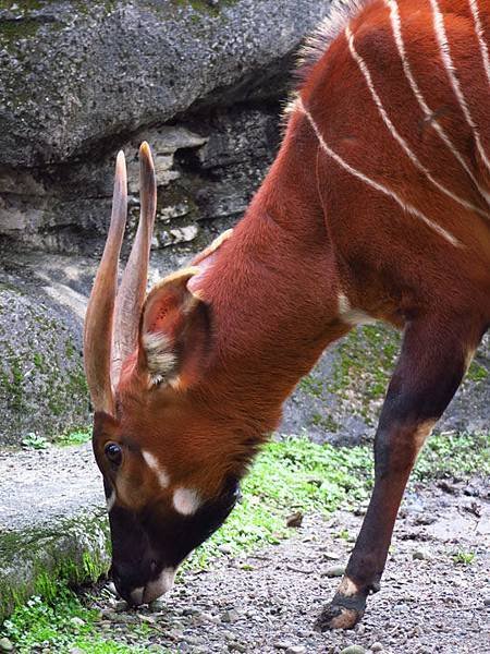 Taipei zoo 24.JPG