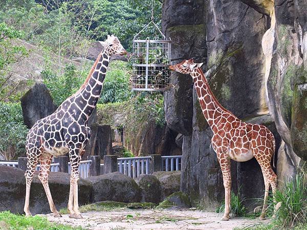 Taipei zoo 28.JPG