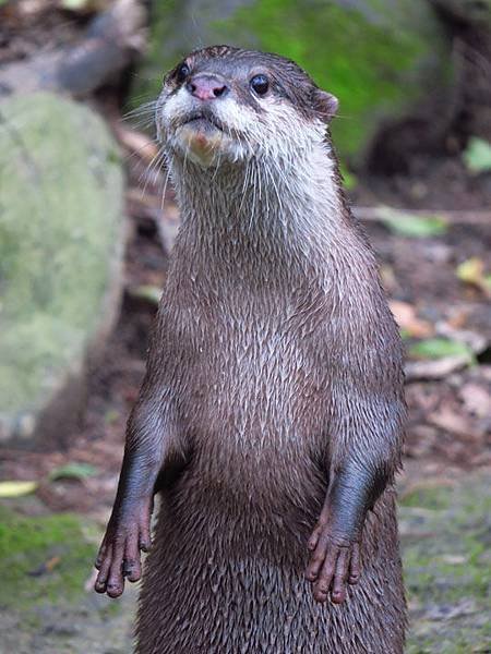 Taipei zoo 26.JPG