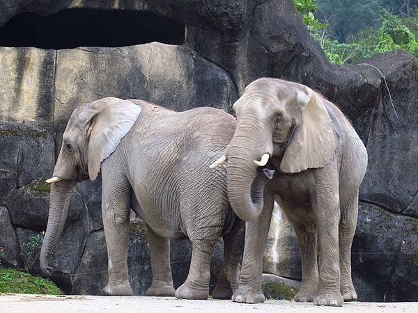 Taipei zoo 27.JPG