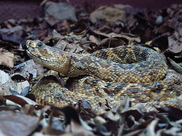 Taipei zoo 32.JPG