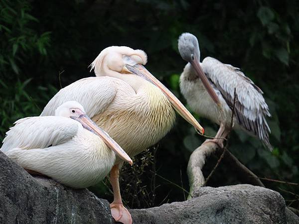 Taipei zoo 37.JPG