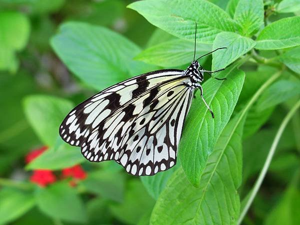 Taipei zoo 38.JPG