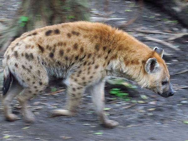 Taipei zoo 39.JPG