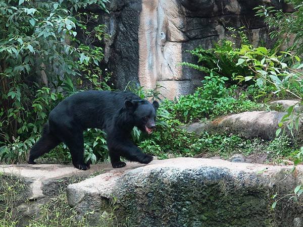 Taipei zoo 41.JPG