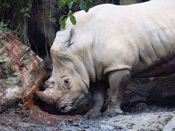 Taipei zoo 43.JPG