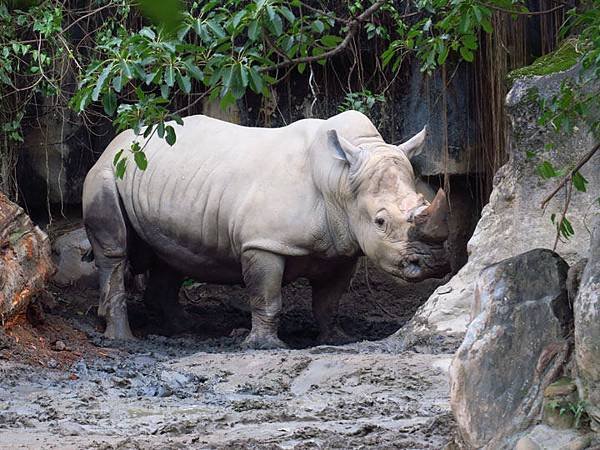 Taipei zoo 42.JPG