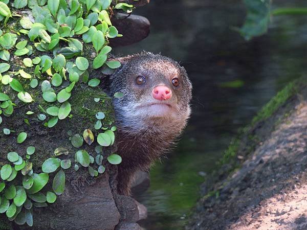 Taipei zoo 46.JPG