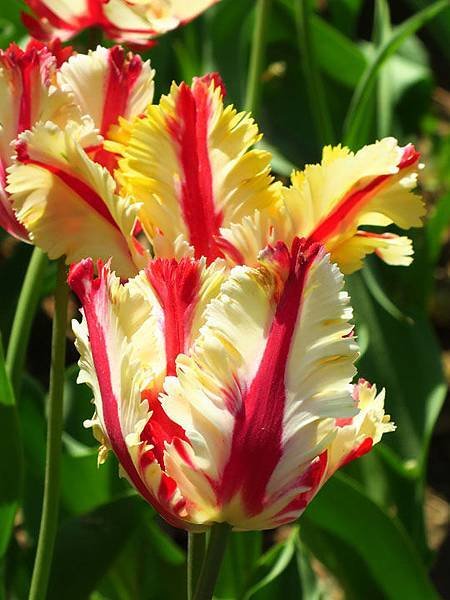 Tulip f2.JPG