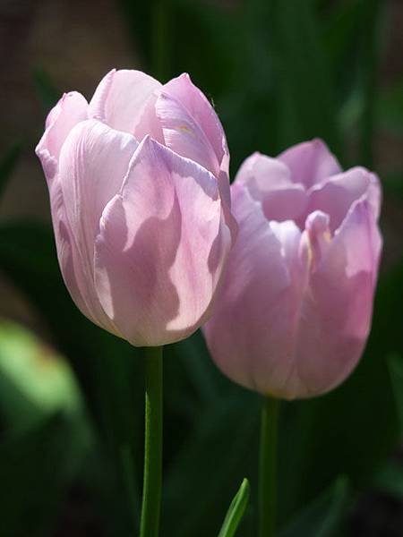 Tulip f3.JPG