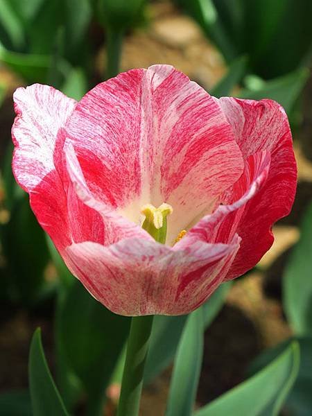 Tulip f10.JPG