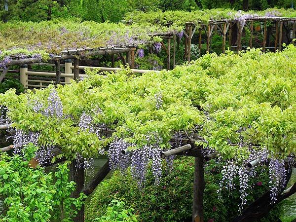 Wisteria a3.JPG