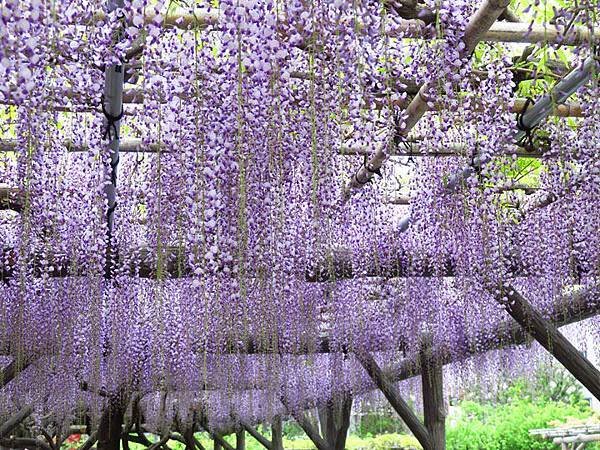 Wisteria c1.JPG