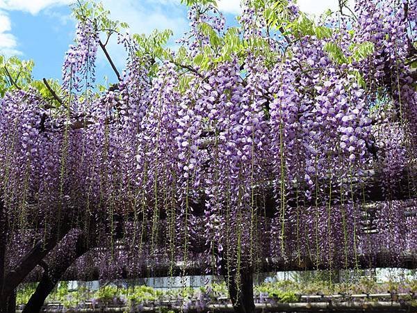 Wisteria c2.JPG