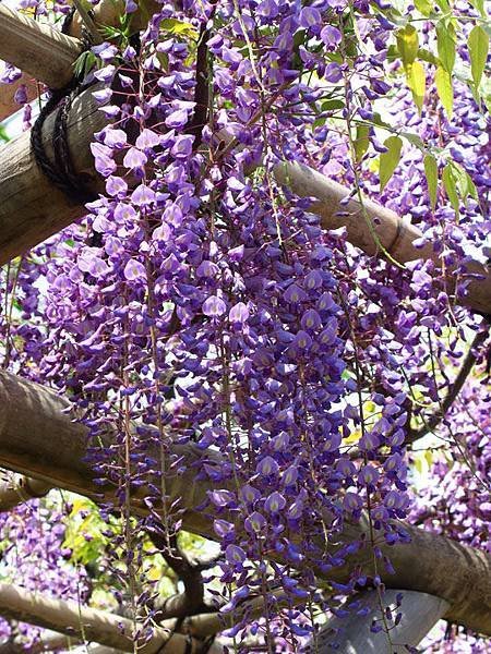 Wisteria c6.JPG