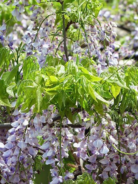 Wisteria c7.JPG