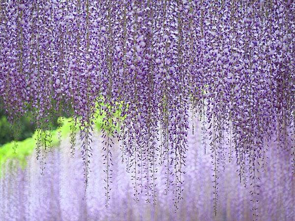 Wisteria e1.JPG