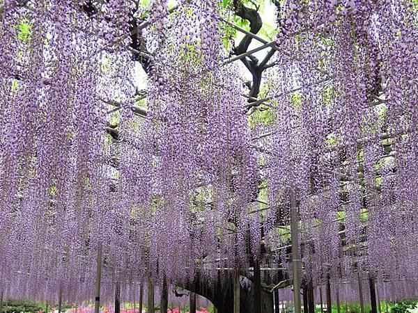 Wisteria e2.JPG