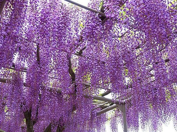 Wisteria e7.JPG