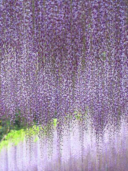 Wisteria e12.JPG