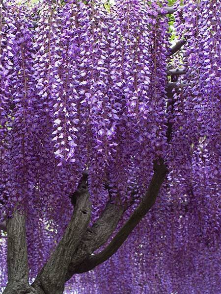 Wisteria e13.JPG